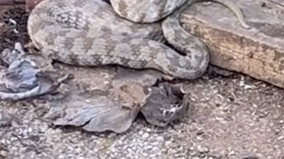 Adana'da korkutan görüntü! Zehirli yılanlar ortaya çıktı