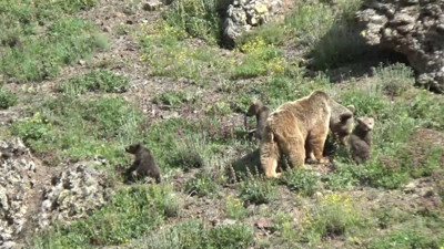 Anne ayı ve 3 yavrusunun yiyecek avı kamerada