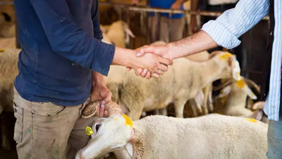 Kurban seçiminin püf noktaları! İşin uzmanları anlatıyor