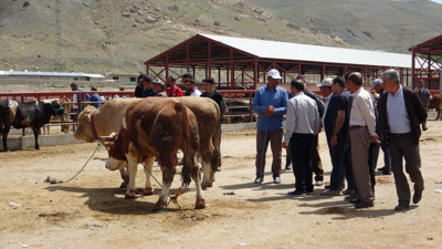 Van’da kurbanlıklar görücüye çıktı