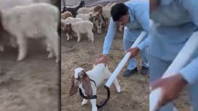 Kuzuyu yılandan boruyla böyle kurtardı! Bu bir yaşasın iyi insanlar haberidir