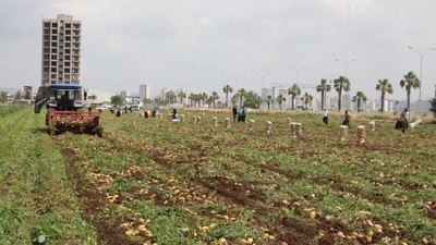 Zirai don patatesi vurdu! Rekolte düşüşü fiyatları etkileyecek mi?