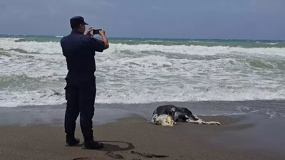 Hatay’da şaşkına çeviren olay! Ölü inek sahile vurdu