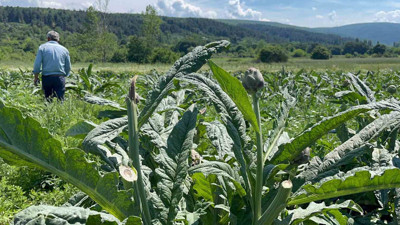 Bir gecede tarla boşaltıldı! Tarla sahibi çaresiz