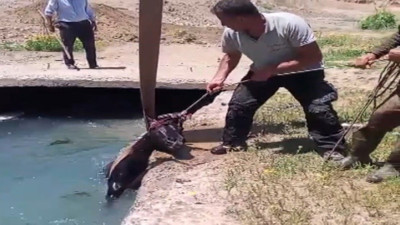 Çalındı sanılan at kanalda bulundu! 3 gündür kayıptı...