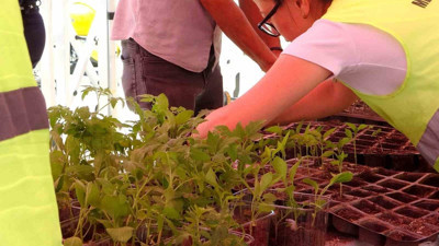 Menteşe Belediyesi 60 bin fide dağıttı