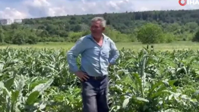 Çiftçi tarlasına geldi hüngür hüngür ağladı. Dizlerinin üzerine çöktü gözlerine inanamadı