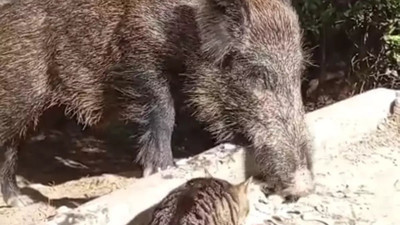 Yaban domuzu ile kedinin birlikte ziyafeti kamerada