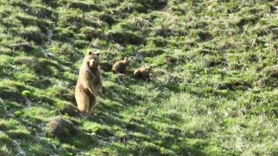 Bozayı ile 2 yavrusunu dronla uzaklaştırdı!
