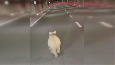 Dağdan sessizce indi, Avrupa’nın en uzun tüneline girdi! 14,5 kilometreyi maraton koşucusu gibi bitirdi