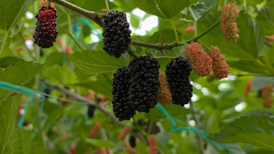 Üreticilerin yüzünü güldürdü! Dubai ve Katar’ı fethetti