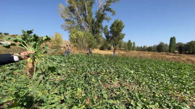 Pancar krizi büyüyor! Kota daraltması çiftçiyi isyan ettirdi