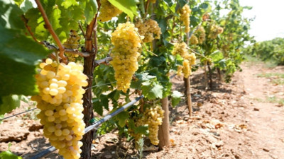 Üzüm üreticilerine kritik uyarı! Bağlar tehlikede mi?