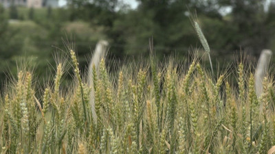 Kış aylarındaki kuraklık buğdayı vurdu