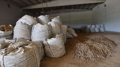 Binlerce ton patates çöpe gitme tehlikesinde