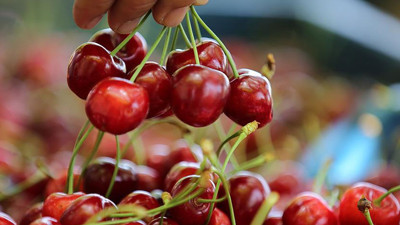 Kiraz yarışmasında 10 dakikada 2 kilo yedi