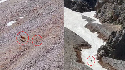 Yamaçtan sessizce indi yavruyu tek pençeyle avladı! Vahşi doğanın acımasız yüzü