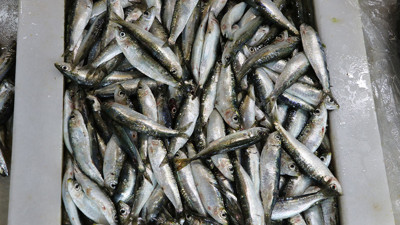 Tekirdağ'da tezgahın gözdesi sardalya