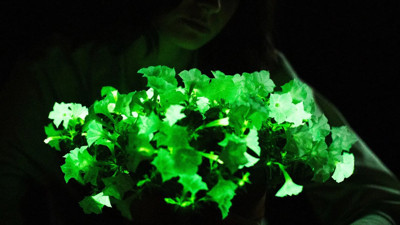 Karanlıkta parlayan bitkilerin gizemi! Doğanın lambaları