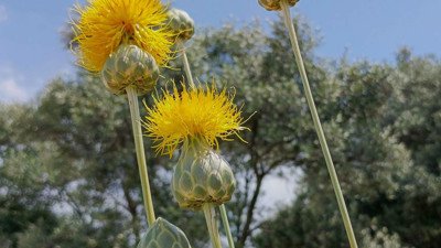 Tülüşah’ı koparanın vay haline! 557 bin TL cezası var: Özel izinle dokunuluyor