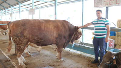 Denizli’de kurban pazarının dev tosunu 310 bin TL’ye satıldı