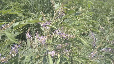 Böbrek ve karaciğeri bitiriyor kanseri mıknatıs gibi çekiyor. Türk baharatında büyük tehlike. İthal edilen ürünü Almanlar piyasadan çekiyor