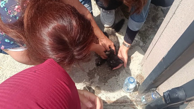 Aracın çarptığı yavru kedi, öğrencilerinin kalp masajıyla hayata döndü