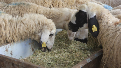 Zara'da kurbanlık pazarında durgunluk