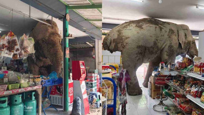 Karnı acıkan fil bakkala daldı! Ne var ne yok yedi
