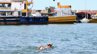 Sahibinin elinden kaçtı, kendini Karadeniz’in hırçın sularına bıraktı