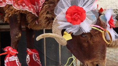 Erzurumlu damattan nişanlısına kurbanlık koç hediyesi
