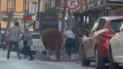 Ümraniye’de kaçan boğa ortalığı birbirine kattı