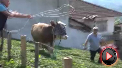 Her bayram aynı manzara! Kaçan kurbanlık sahibini kovboy yaptı