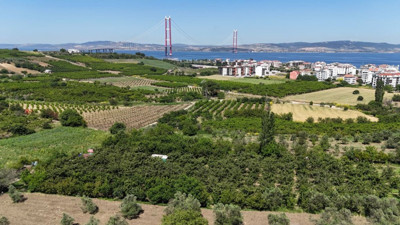 Meyvesi kansere duvar örüyor sapı ödemi söndürüyor. Lapseki devinin hasadı başladı. Tarlada kilosu 600 TL