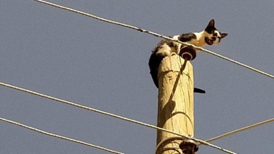 Ekipler kedi için seferber oldu!