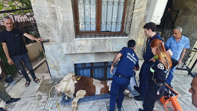 Boğa kaçtı, pencereye düştü! İstanbul'da inanılmaz kurtarma!