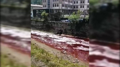 İnsan sağlığı tehlikede! Dere kana bulandı, Karadeniz'e aktı