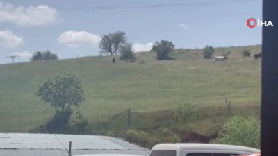 Ankara’da kurbanlıklar firar etti, vatandaşlar kovaladı