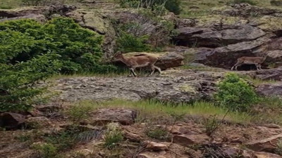 Bayburtlu vatandaşın dağ keçileriyle imtihanı kameralara yansıdı