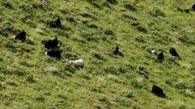 Kaçan keçileri drone yakaladı!