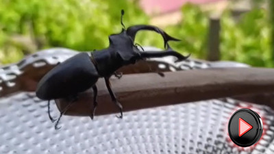 100 bin dolarlık böcek eve girdi! Türkiye bu olayı konuşuyor: Kırmızı listede yer alıyordu