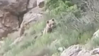 Ayıyı seslendi duyan gülmeye başladı