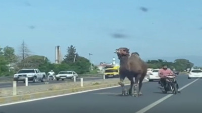 Deve Kaçtı! Sahibi motosikletle yakalamaya kalkıştı: Trafik altüst oldu!