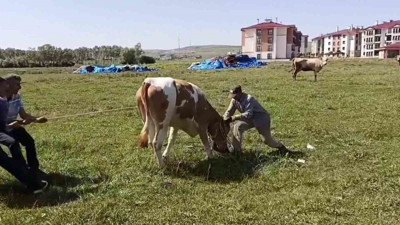 Kurbanlığın, sahibini terlettiği anlar cep telefonuyla kaydedildi