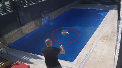 Sahibinden kaçan kurbanlık havuza atladı. O anlar kameralara yansıdı