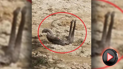 Yürüyüşte şok eden anlar: Yılanların çiftleşme dansını kayda aldı (İZLE)