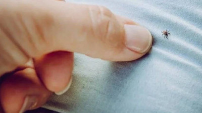 Kene kabusu Kurban Bayramı'na gölge düşürmesin! Uzmanlardan uyarılar