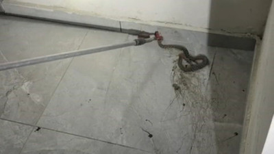 Apartmanda yılan paniği! Kat sakinleri şaşkına döndü
