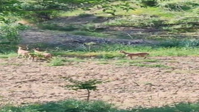 Çiftçinin yaban keçileri ile diyaloğu yüzleri gülümsetti