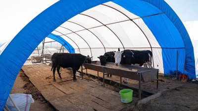 Ankara'da kurbanlık satışları sona erdi! Çadırlar toplanıyor